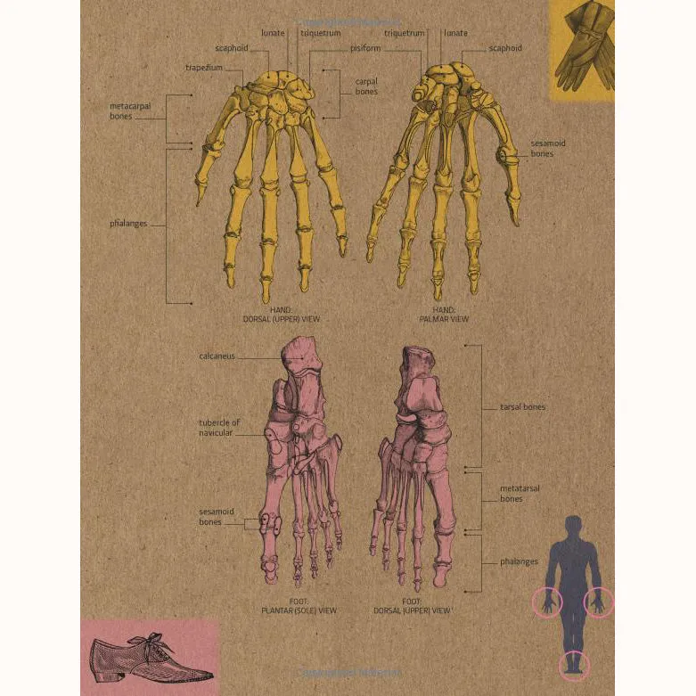 30-Second Anatomy (Paperback)